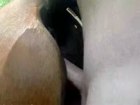 Pounding a mare pussy